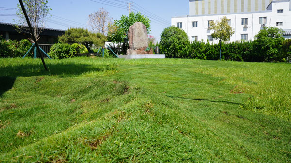 草坪2.jpg 草坪2.jpg